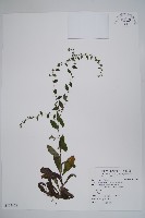 藏品(盾果草)的圖片