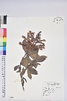 藏品(臺灣馬醉木)的圖片