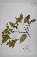 藏品(樟葉槭, 飛蛾子樹)的圖片