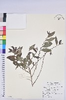 藏品(裡白饅頭果)的圖片