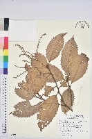 藏品(印度苦櫧)的圖片