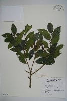 藏品(糊樗)的圖片