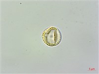 藏品(蓬萊藤)的圖片