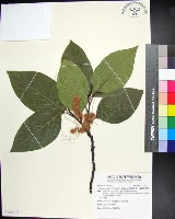 藏品(柿葉野櫻、蘭嶼野櫻花)的圖片