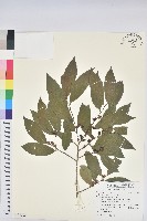 藏品(刺杜密)的圖片