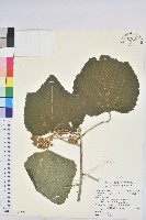 藏品(蟲屎)的圖片