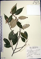 藏品(紅皮、葉下白、赤仔尾)的圖片