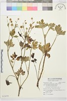 藏品(水辣菜、禺毛茛)的圖片