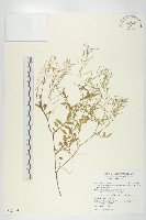 藏品(台灣碎米薺)的圖片