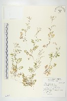 藏品(焊菜)的圖片