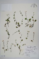 藏品(臺北附地草)的圖片