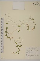 藏品(小花繁縷)的圖片