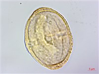 藏品(三葉山芹菜)的圖片