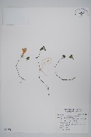 藏品(蘭嵌馬藍)的圖片