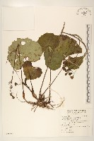 藏品(臺灣款冬)的圖片