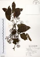 藏品(糙莖菝契、疣枝菝契)的圖片