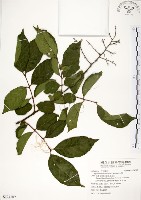 藏品(九芎)的圖片