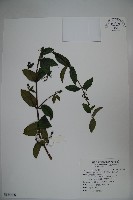 藏品(裡白忍冬、紅腺忍冬)的圖片