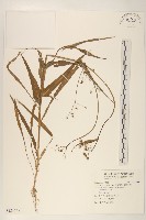 藏品(多頭苦菜、野剪刀股)的圖片