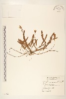 藏品(剪刀股)的圖片