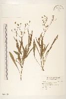 藏品(兔仔菜)的圖片