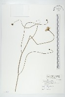 藏品(貓兒菊)的圖片