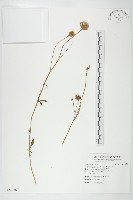 藏品(泥胡菜)的圖片