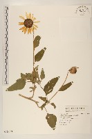 藏品(塊根向日葵)的圖片