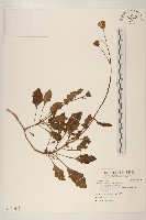 藏品(白鳳菜)的圖片