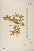 藏品(線球菊、田基黃)的圖片