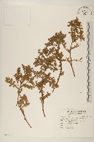 藏品(線球菊、田基黃)的圖片