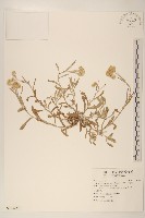 藏品(父子草、天青地白)的圖片