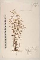 藏品(分枝鼠麴草)的圖片