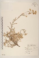 藏品(分枝鼠麴草)的圖片