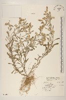 藏品(多莖鼠麴草)的圖片