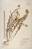 藏品(鼠麴草)的圖片