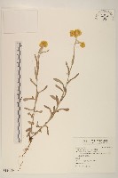 藏品(鼠麴草)的圖片