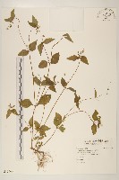 藏品(小米菊)的圖片