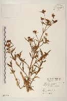 藏品(黃頂菊)的圖片