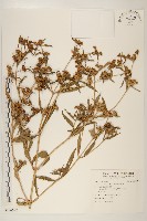 藏品(黃頂菊)的圖片