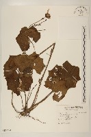 藏品(山菊)的圖片