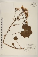 藏品(山菊)的圖片