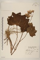 藏品(山菊)的圖片