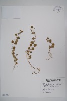 藏品(普剌特草)的圖片