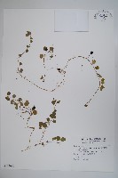 藏品(普剌特草)的圖片