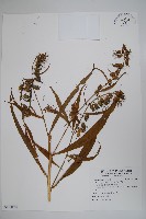 藏品(大本山梗菜)的圖片