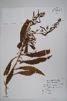 藏品(大本山梗菜)的圖片