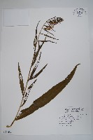 藏品(大本山梗菜)的圖片