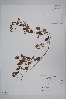 藏品(玉山山奶草)的圖片