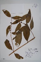 藏品(臺灣土黨參)的圖片